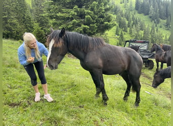 Noriker, Hengst, 1 Jahr, 150 cm, Rappe