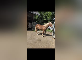 Noriker, Hengst, 1 Jahr, 150 cm, Rotfuchs
