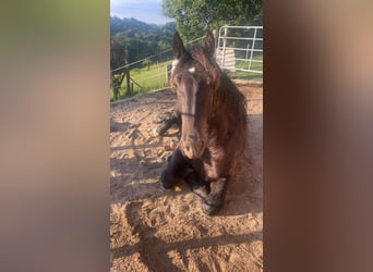 Noriker, Hengst, 1 Jahr, 152 cm