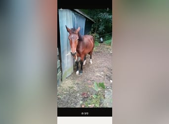 Noriker, Hengst, 1 Jahr, 162 cm, Brauner