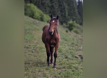 Noriker, Hengst, 1 Jahr, 164 cm, Brauner