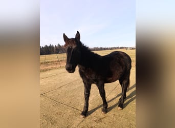 Noriker, Hengst, 1 Jahr, 164 cm, Rappe