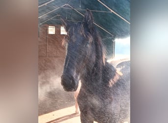 Noriker, Hengst, 1 Jahr, 164 cm, Rappe