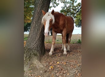 Noriker, Hengst, 1 Jahr, 165 cm, Fuchs