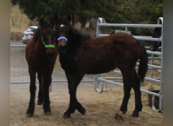 Noriker Mix, Hengst, 1 Jahr, 165 cm, Rappe