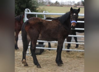 Noriker Mix, Hengst, 1 Jahr, 165 cm, Rappe