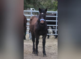 Noriker Mix, Hengst, 1 Jahr, 165 cm, Rappe
