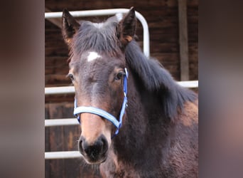 Noriker Mix, Hengst, 1 Jahr, 165 cm, Rappe