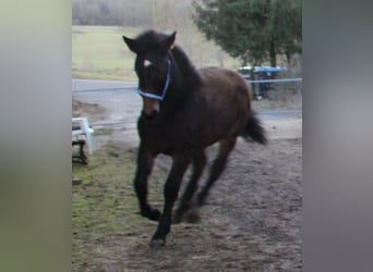 Noriker Mix, Hengst, 1 Jahr, 165 cm, Rappe