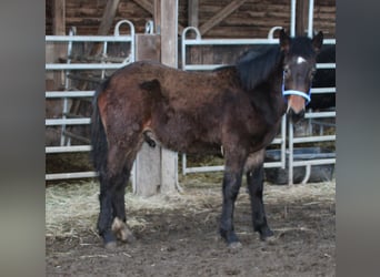 Noriker Mix, Hengst, 1 Jahr, 165 cm, Rappe