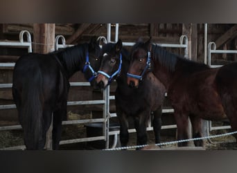 Noriker Mix, Hengst, 1 Jahr, 165 cm, Rappe