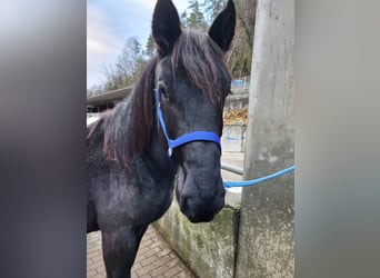 Noriker, Hengst, 1 Jahr, 175 cm