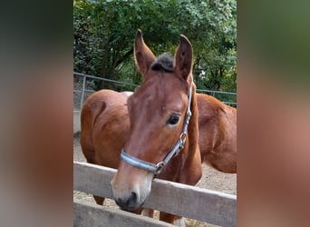 Noriker, Hengst, 1 Jahr, Brauner