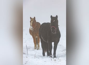Noriker, Hengst, 1 Jahr, Brauner
