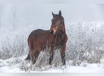 Noriker, Hengst, 1 Jahr, Brauner