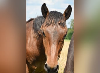 Noriker, Hengst, 1 Jahr, Brauner