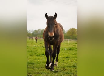 Noriker, Hengst, 1 Jahr, Dunkelbrauner