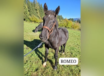 Noriker, Hengst, 1 Jahr, Rappe