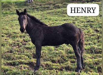 Noriker, Hengst, 1 Jahr, Rappe