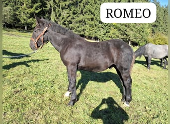 Noriker, Hengst, 1 Jahr, Rappe