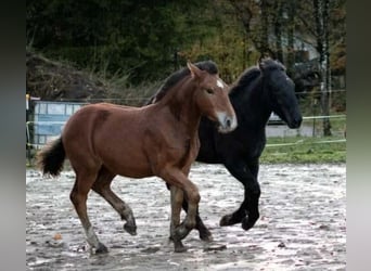 Noriker, Hengst, 1 Jahr, Rappe