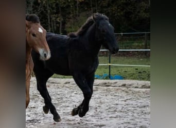 Noriker, Hengst, 1 Jahr, Rappe