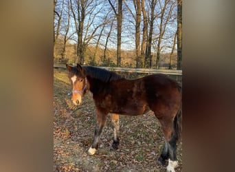 Noriker, Hengst, 1 Jahr, Rappe