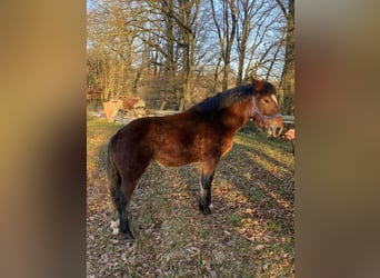 Noriker, Hengst, 1 Jahr, Rappe