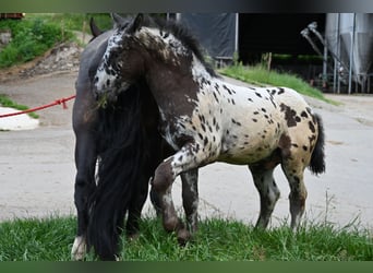Noriker, Hengst, 1 Jahr