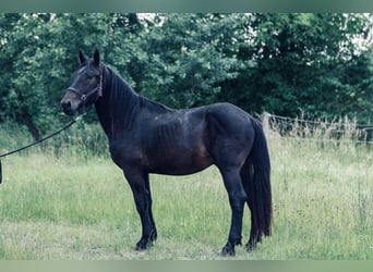 Noriker, Hengst, 2 Jaar, 158 cm, Donkerbruin