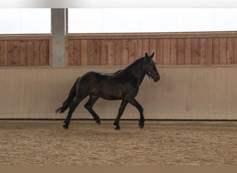 Noriker, Hengst, 2 Jaar, 158 cm, Donkerbruin