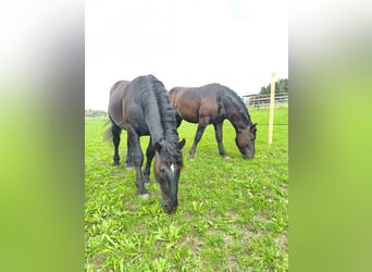 Noriker, Hengst, 2 Jaar, 159 cm, Zwart