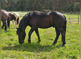 Noriker, Hengst, 2 Jaar, 159 cm, Zwartbruin