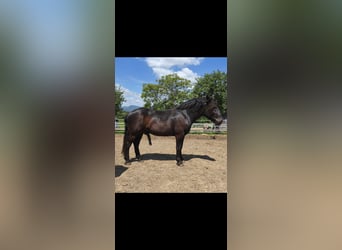 Noriker, Hengst, 2 Jaar, 159 cm, Zwartbruin