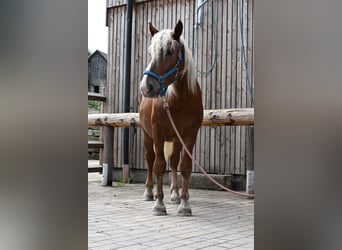 Noriker, Hengst, 2 Jaar, 160 cm, Donkere-vos