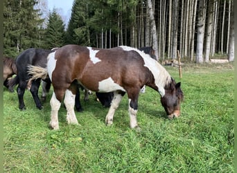 Noriker, Hengst, 2 Jaar, 160 cm, Gevlekt-paard