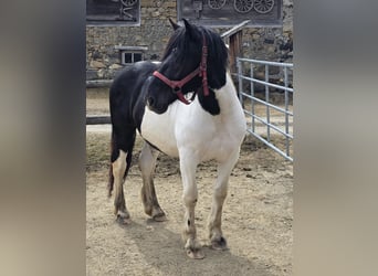 Noriker, Hengst, 2 Jaar, 164 cm, Gevlekt-paard