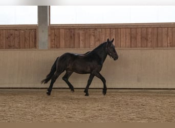 Noriker, Hengst, 2 Jahre, 158 cm, Dunkelbrauner