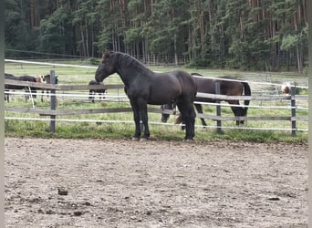 Noriker, Hengst, 2 Jahre, 159 cm, Rappe