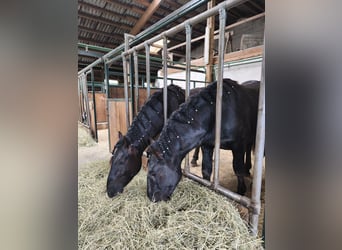 Noriker, Hengst, 2 Jahre, 159 cm, Rappe