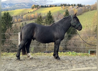 Noriker, Hengst, 2 Jahre, 160 cm, Rappe
