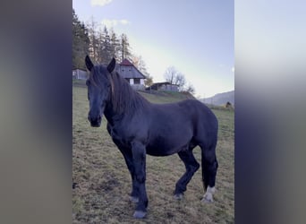 Noriker, Hengst, 2 Jahre, 160 cm, Rappe