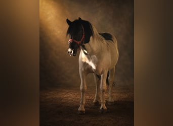 Noriker, Hengst, 2 Jahre, 160 cm, Schecke