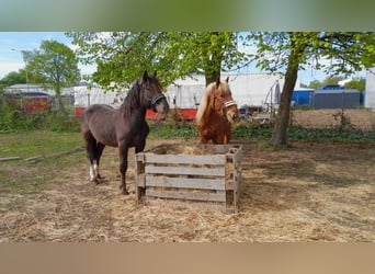 Noriker, Hengst, 2 Jahre, 160 cm, Tigerschecke Noriker, Hengst, 2 Jahre, 160 cm, Tigerschecke