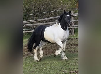 Noriker, Hengst, 2 Jahre, 164 cm, Schecke