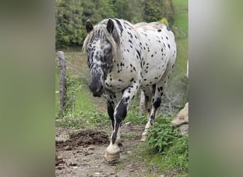 Noriker, Hengst, 2 Jahre, 164 cm, Tigerschecke