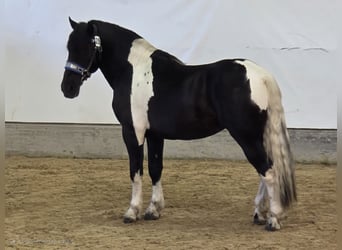 Noriker, Hengst, 2 Jahre, 166 cm, Schecke