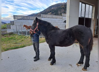 Noriker, Hengst, 2 Jahre