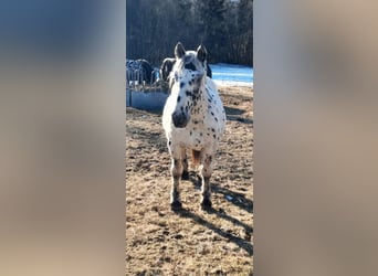 Noriker, Hengst, 2 Jahre, Tigerschecke