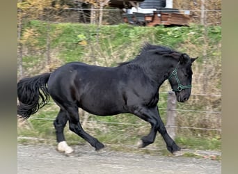 Noriker, Hengst, 3 Jaar, 160 cm, Zwart